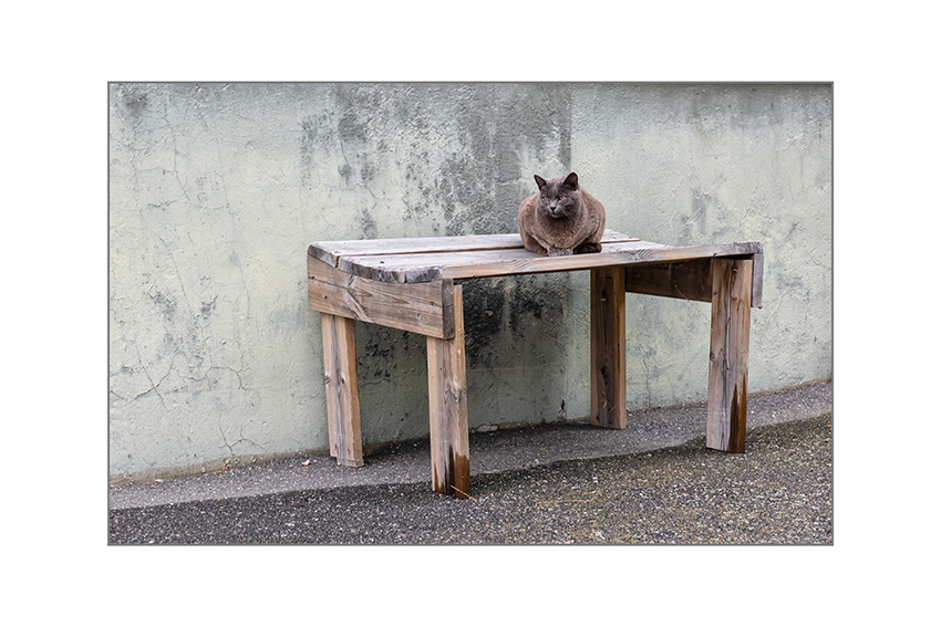 Die graue Katze von Kastellholmen
