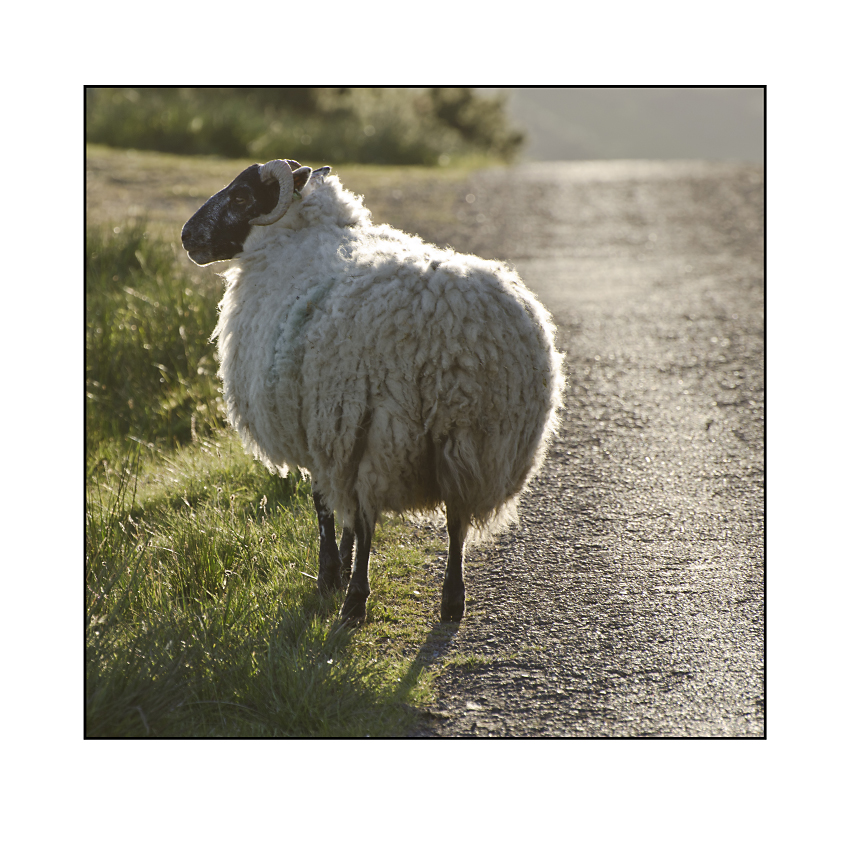 sheep on the road