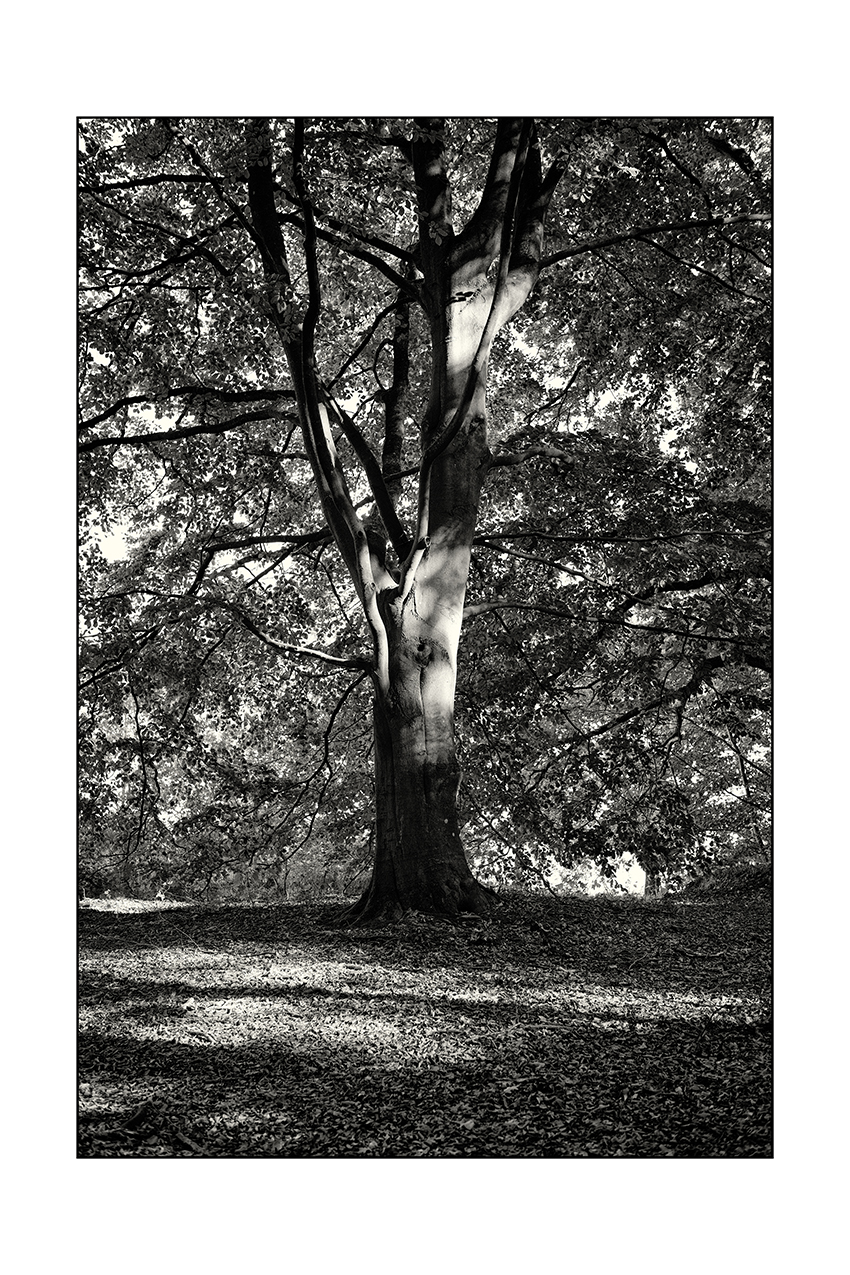 Kösterbeck im Herbst II