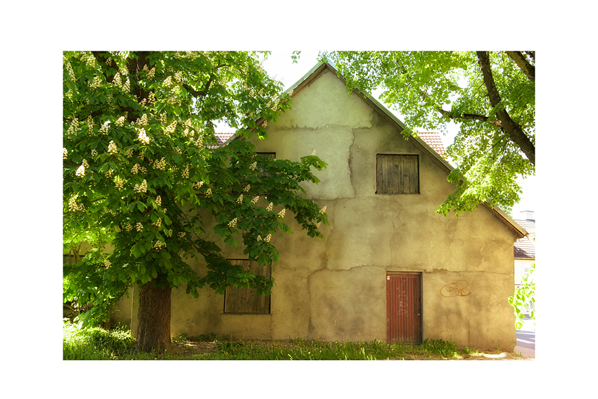 Fassade mit Kastanienbaum